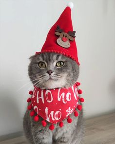 a gray cat wearing a red santa hat and scarf with reindeer on it's head