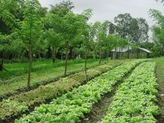 rows of lettuce growing in an open field