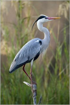 a large bird standing on top of a tree branch in front of some grass and bushes