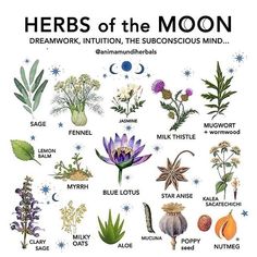 Magickal Herbs, Witch Herbs, Green Witchcraft, Magia Das Ervas, Cottage Witch, Witch Garden, Magic Herbs, Wiccan Witch, Magical Herbs