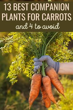 carrots being held up with the words 13 best companion plants for carrots and 4 to avoid