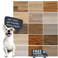 a dog with a speech bubble saying can i haz pet friendly flooring?