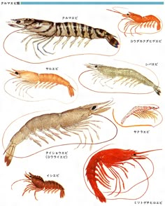 an image of different types of shrimp