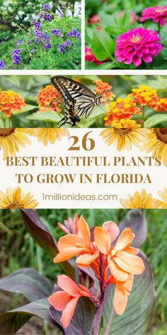 flowers and butterflies with text overlay that says 20 best beautiful plants to grow in florida