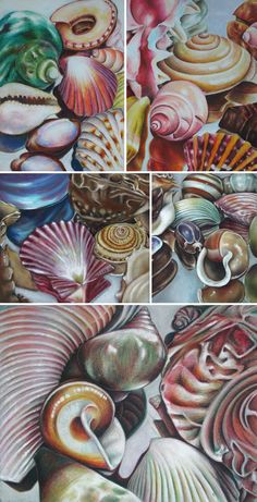 four different pictures of seashells and shells