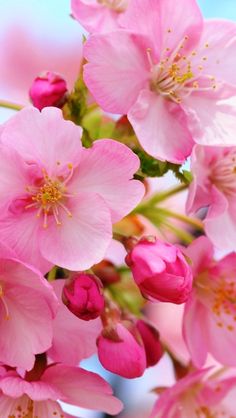 pink flowers are blooming on a tree branch with blue sky in the back ground