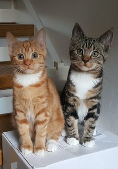 two cats sitting on top of a white box