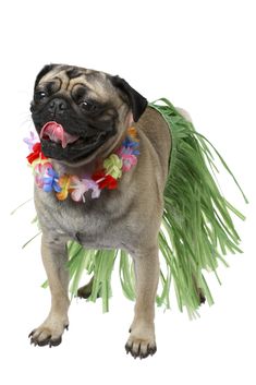 a pug dog wearing a hula skirt with flowers on it's collar