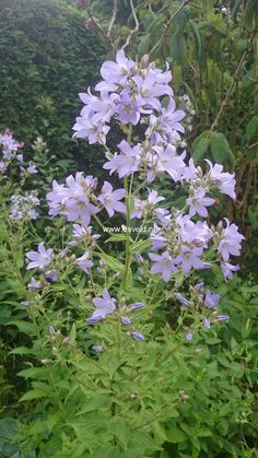 purple flowers are blooming in the garden