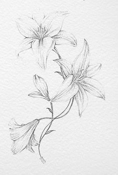 pencil drawing of flowers on paper