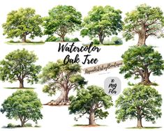 the watercolor oak tree collection is shown in different styles and colors, including green leaves