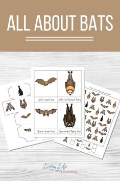 all about bats printable worksheet for kids to learn how to use them