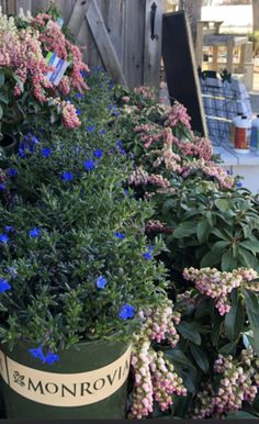 several potted plants with blue and pink flowers