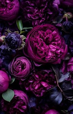 a bunch of purple flowers with green leaves