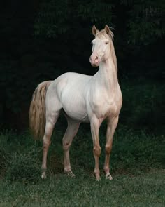 a white horse standing on top of a lush green field next to a wooded area