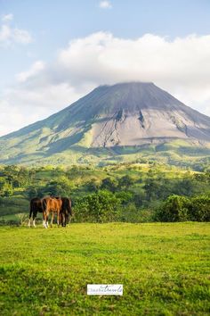 two horses graze in a field with a mountain in the background