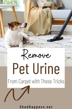 A small white and brown jack Russel terrier is laying on a white and grey mat, looking towards a person out of sight that is vacuuming the carpet with a black vacuum hose attachment.  Text states 'remove pet urine from carpet with these tricks'. Diy Pet Stain And Odor Remover Carpet Cleaners, Steam Cleaner Solution Diy Pet Urine, Diy Carpet Cleaner For Machine Pet Odor, Diy Pet Stain And Odor Remover, Remove Pet Urine Smell From Carpet, Diy Carpet Cleaner For Pet Stains, Best Carpet Shampoo For Pet Urine, Carpet Shampooer Solution Diy For Pet Urine, Diy Carpet Deodorizer For Pets