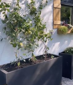 two large planters with plants in them near a white wall and window sill