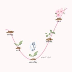 the life cycle of a flowering plant