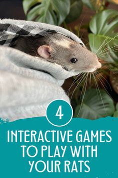 a ferret peeking out from under a blanket with text overlay reading 4 interactive games to play with your rats