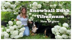 a woman sitting in the grass with her dog next to white hydrangeas and text that reads snowball bush viburn how to grow