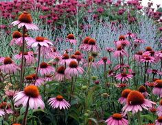 a field full of purple and red flowers