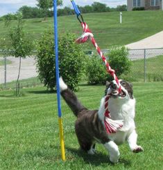 a brown and white dog is playing with a rope