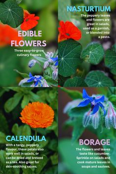 the different types of flowers and their names