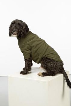 a black dog sitting on top of a white block wearing a green shirt and looking at the camera