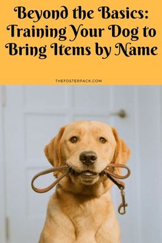 a dog with a leash on it's neck and the words beyond the basics training your dog to bring items by name