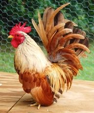 a rooster standing on top of a wooden floor next to a chicken wire fence and green grass