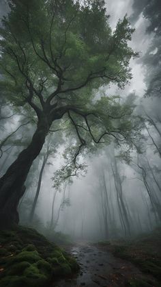 Ethereal Places, Cozy City, Rain Sounds, Forest Photos, Hairstyles Women, Forest Photography