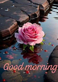 a pink rose sitting on top of a puddle of water next to some rocks and plants