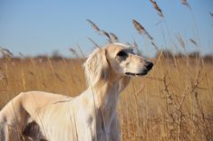 a white dog standing in tall dry grass