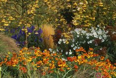 an assortment of flowers in a garden with tall grass and yellow, orange, white and purple flowers