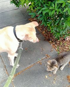 a dog and cat are standing on the sidewalk next to some bushes, looking at each other