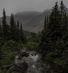 a stream running through a forest filled with tall pine trees under a dark sky covered in clouds