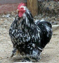 a black and white chicken standing in the dirt