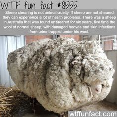 a sheep is standing in the hay with its head turned to look like it has been sheared