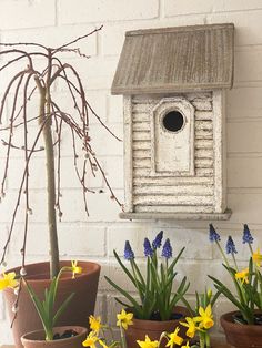 several potted plants with flowers in front of a birdhouse on the wall next to it