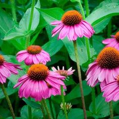 pink flowers with yellow center surrounded by green leaves