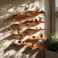 several wooden shelves with potted plants on them against a white wall in the sunlight