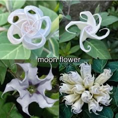 four different types of flowers with the words moon flower in each one's center