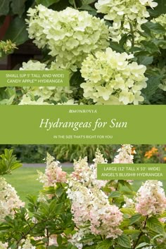 hydrangeas for sun in the shade that bright for you