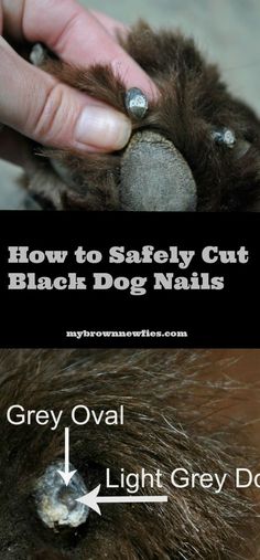 how to safely cut black dog nails by gray owl light grey dot on the paw