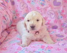 a small white dog laying on top of a pink blanket