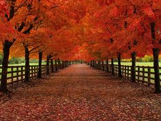 an autumn scene with red leaves on the ground and trees lined up along the fence