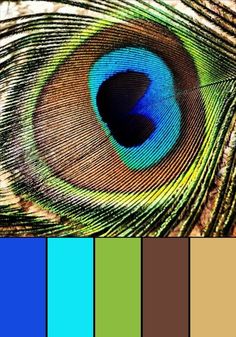 an image of a peacock's eye with color swatches