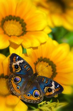 two butterflies sitting on top of yellow flowers