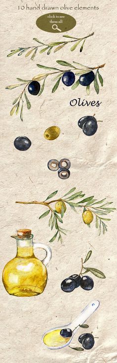 olives and an olive oil bottle are depicted in this watercolor painting on paper